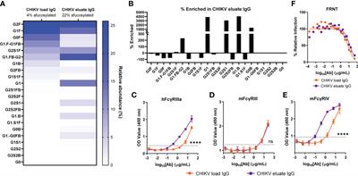 Enhancing the therapeutic activity of hyperimmune IgG against chikungunya virus using FcγRIIIa affinity chromatography